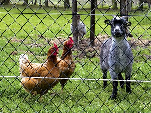 PVC Coated Chain Link Fence for Aminal Control