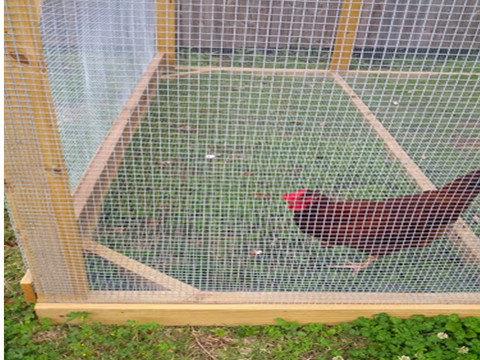  Chicken Cage