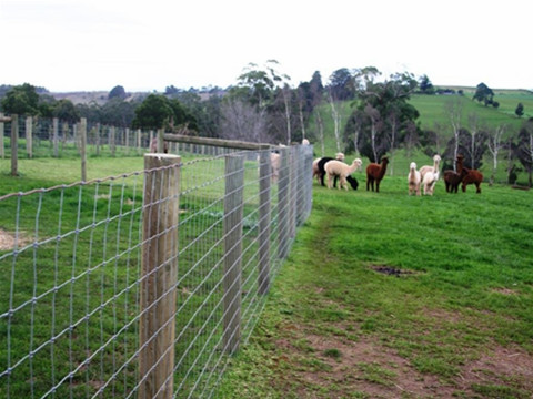 GI Livestock Fencing