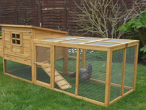 Chicken Cage