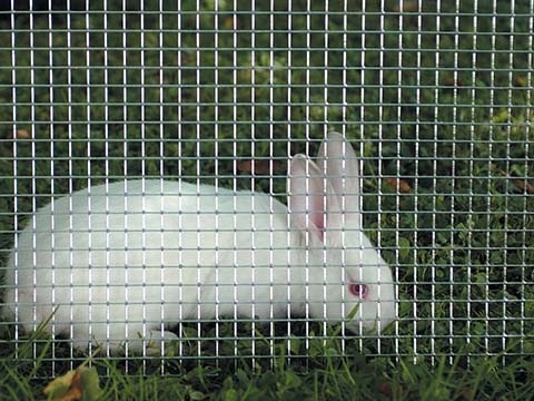 Rabbit Fencing