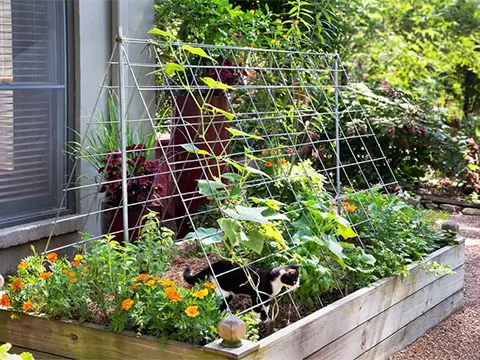 Fixed garden trellis