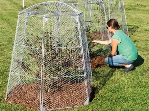 chicken net fence