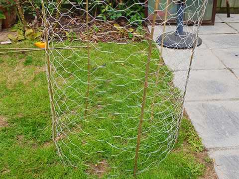 Galvanized Chicken Wire