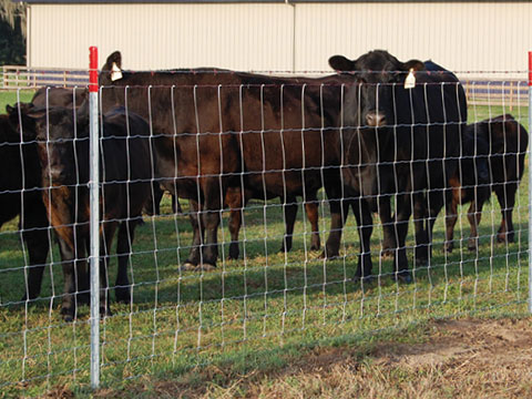 Sturdy Cattle Fence