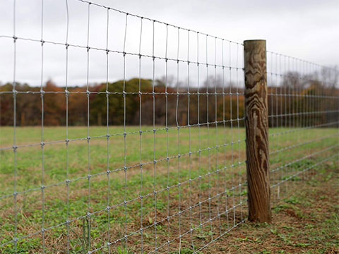 Cattle Wire Fence