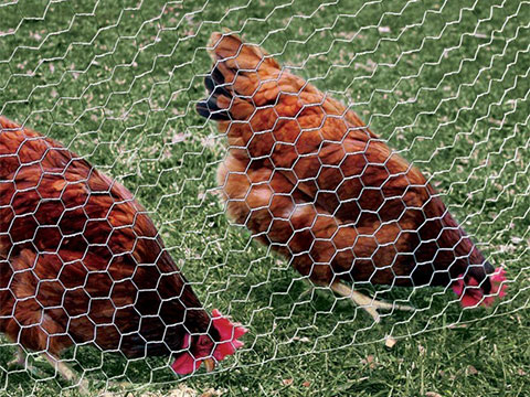 Chicken Wire Size