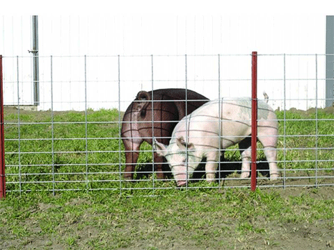 Galvanized Hog Panels