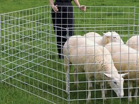 Hog Fencing for Sheeps