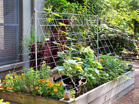 DIY Garden Trellis