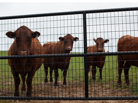 black cattle panel