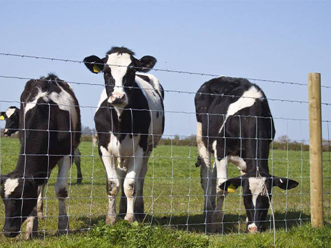 Woven Wire cow fence panels 