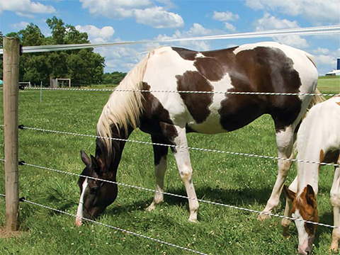 equine fence wire