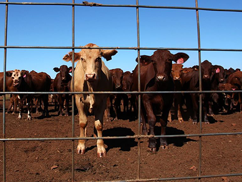 livestock panels