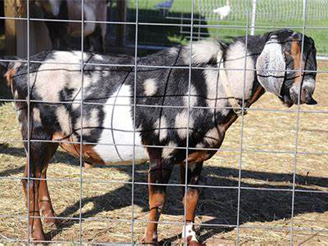 cattle panel for goats