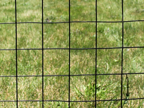 Black Dog Border Fencing