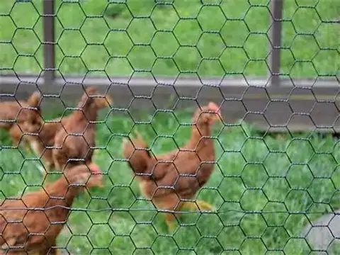 chicken fence