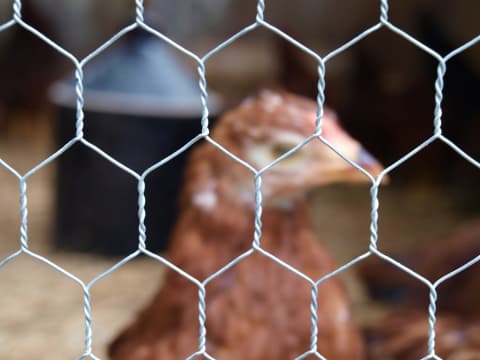 galvanized chicken wire