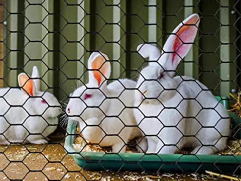 rabbit fence