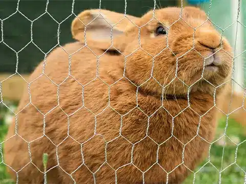 rabbit netting