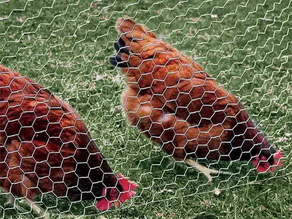 Poultry Netting