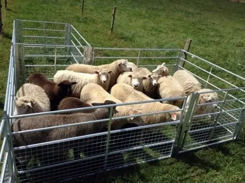 Welded Cattle Horse Cow Sheep Fence