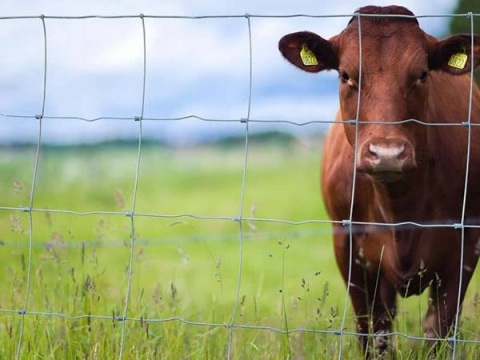 field-fence-cattle