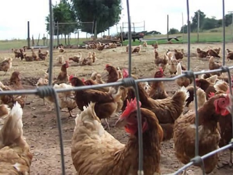 field-fence-chicken