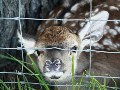 field-fence-deer