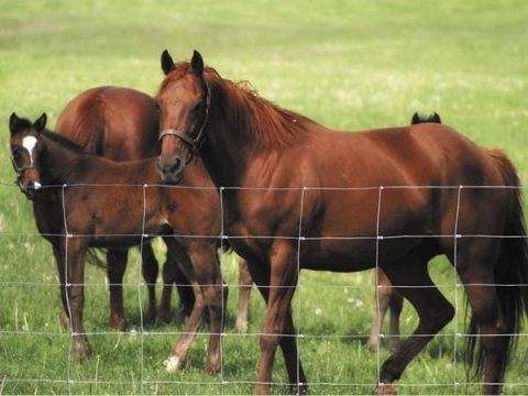 field-fence-horse