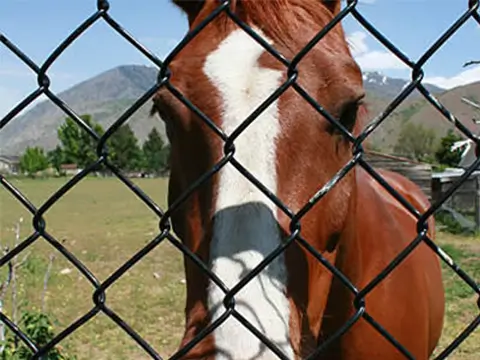 Black PVC coated chainlink horse fence