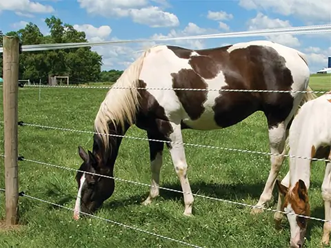 Coated Cable Horse Fence