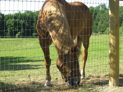 Field horse fence