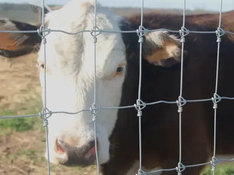Prairie Cattle Fence