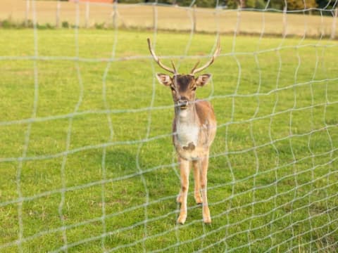 Deer Control Safety Fence