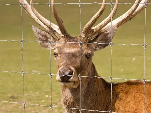 Deer Farming Metal Fence