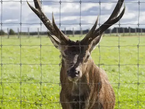 Red deer mesh fence