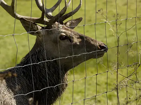 Reindeer mesh fence