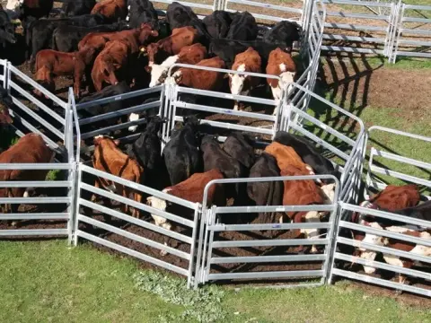 Galvanized Steel Livestock Corral Sheep Yard Fence