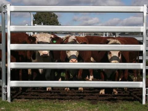 corral panels cattle