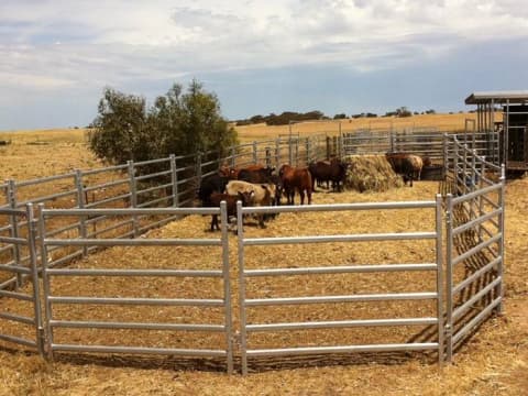 free standing cattle panels